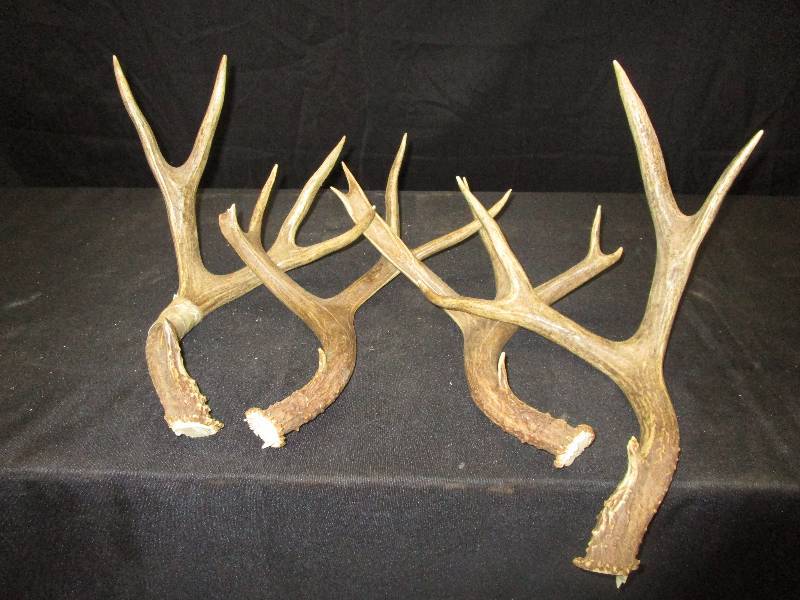 lot 195 image: Deer Antlers