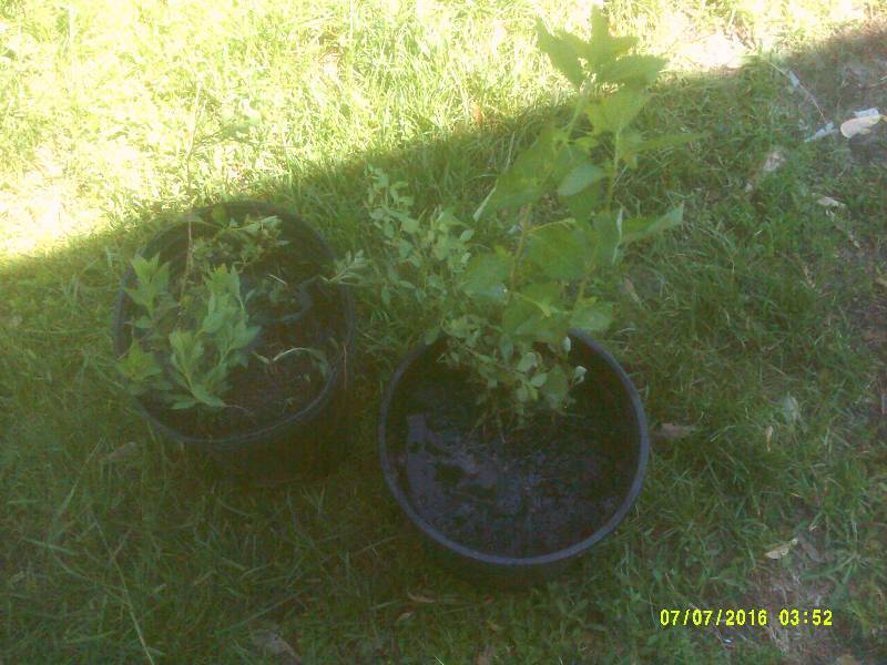 2 SPIARA SHRUBS