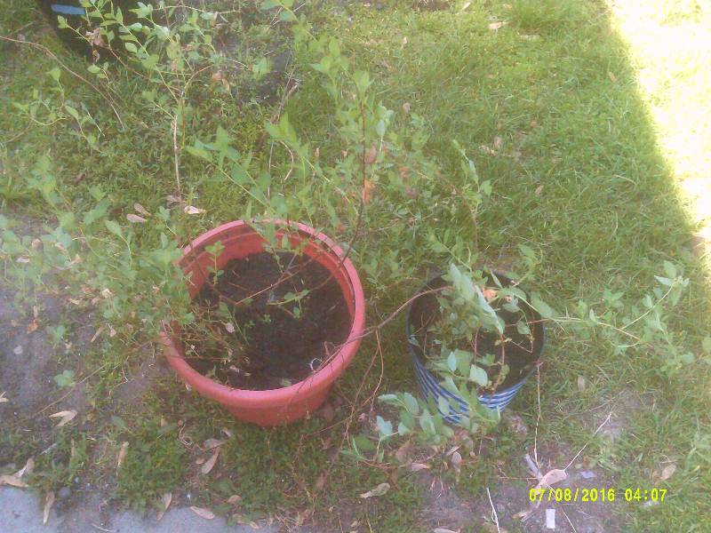 3 SPIAREA SHRUBS