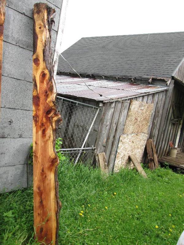 Cedar log approx. 10 feet long cut ...