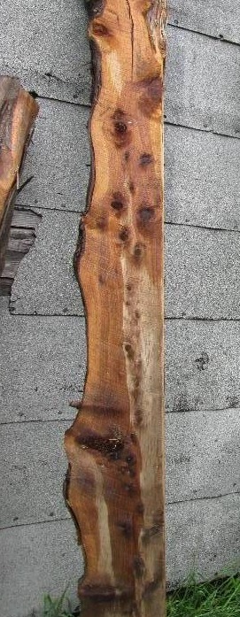 Cedar log approx. 10 feet long cut ...