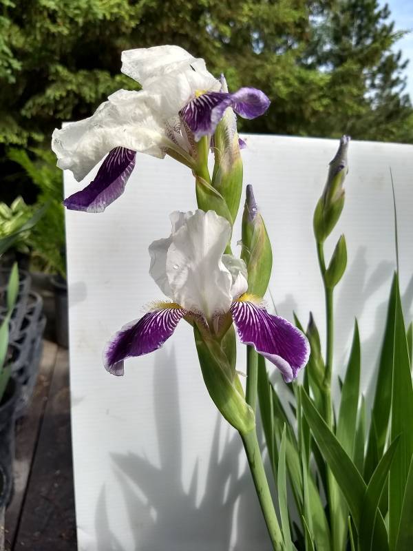 2 gallon Purple & White Tall Bearded Iris