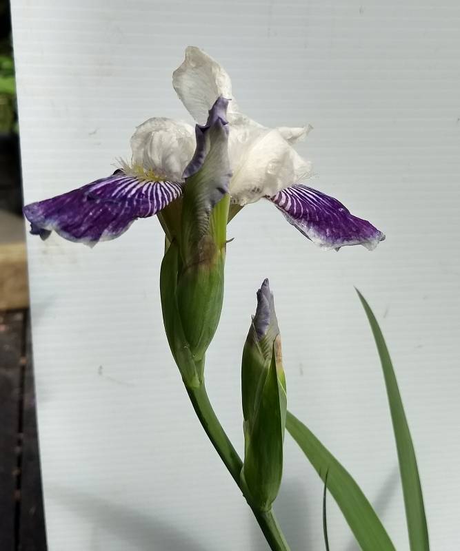 2 gallon Purple & White Tall Bearded Iris
