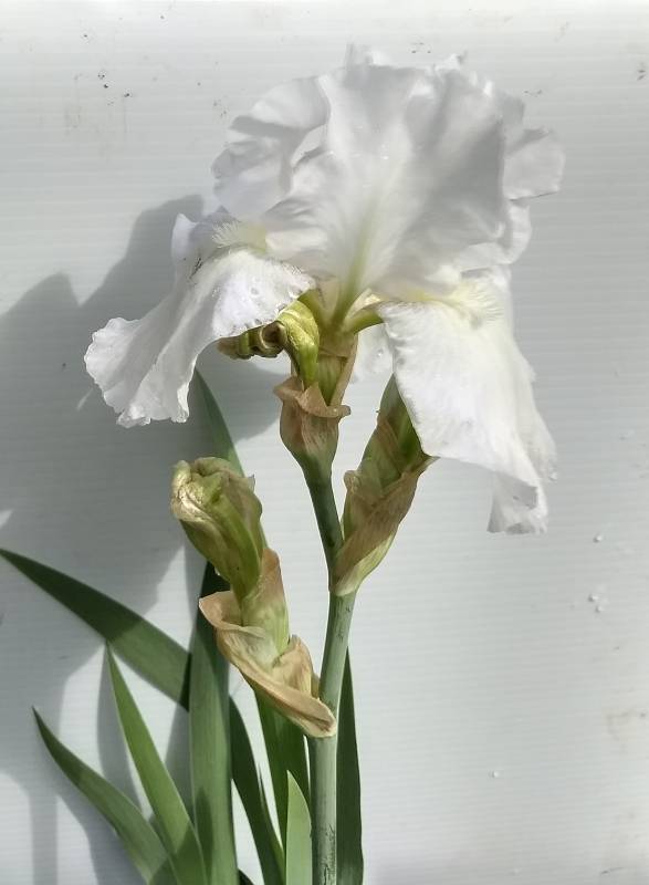 2 gallon White Immortality Reblooming Tall Bearded Iris