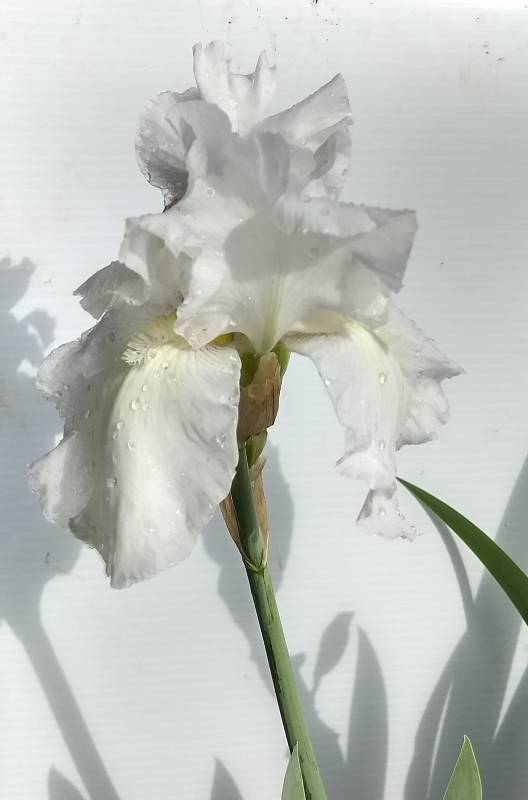 2 gallon White Immortality Reblooming Tall Bearded Iris