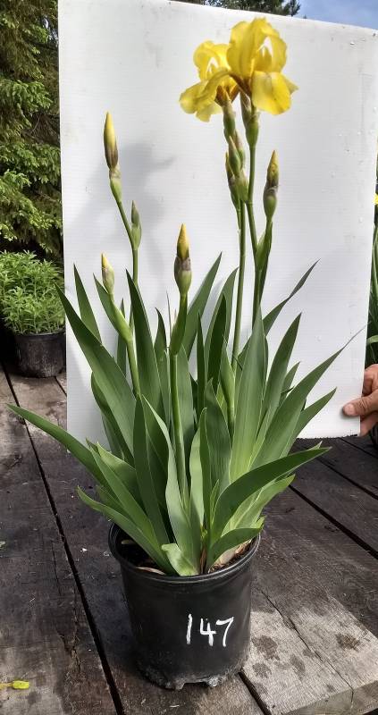 2 gallon Yellow Tall Bearded Iris