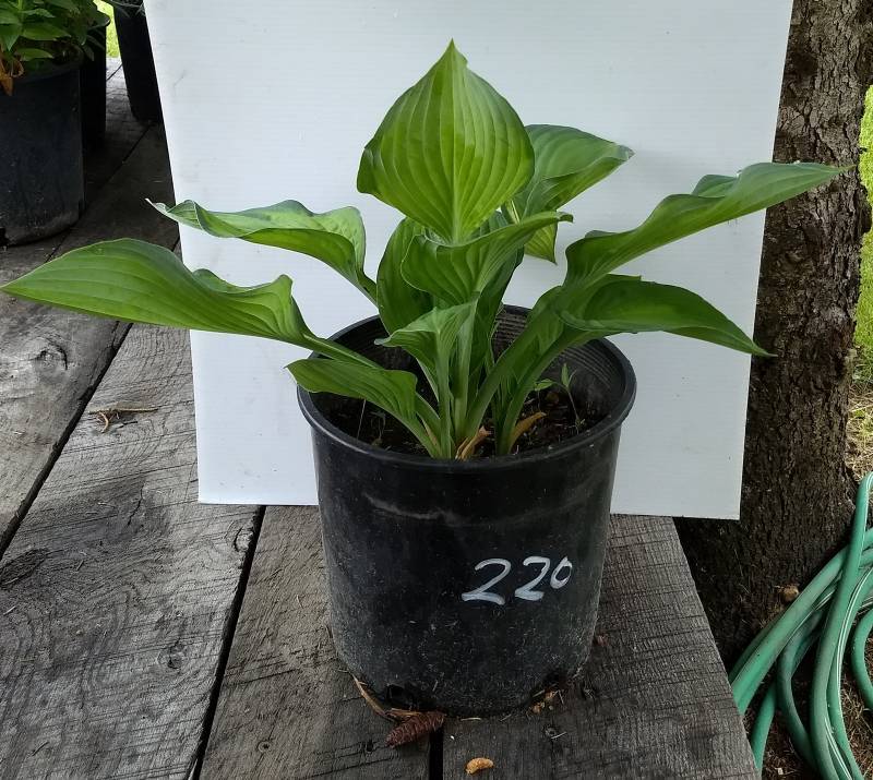 2 gallon June Hosta