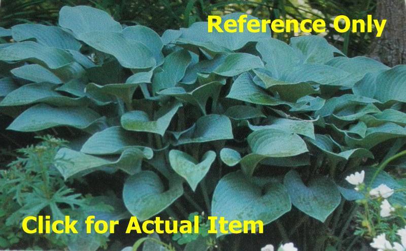2 gallon Krossa Regal Hosta