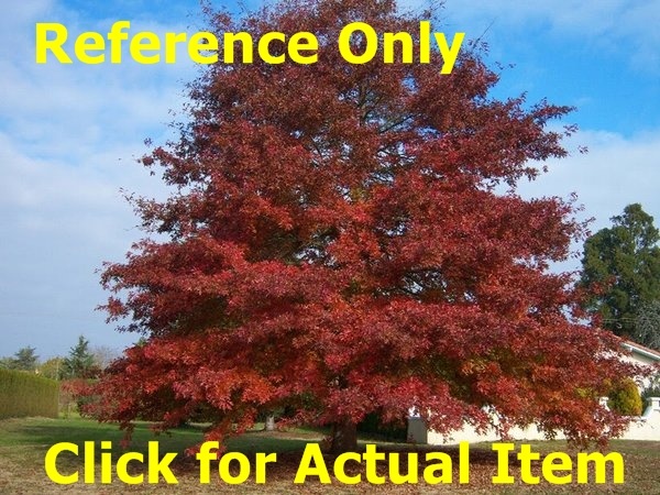 8 ft. Red Oak
