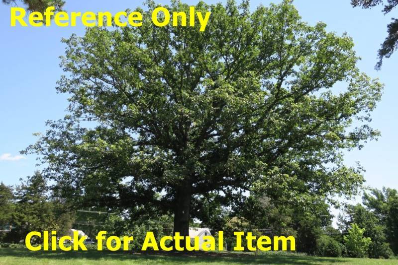 8 ft. Swamp White Oak