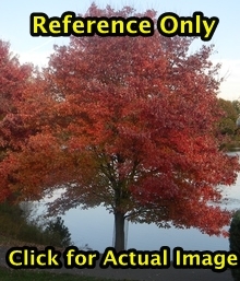 2 ft. Autumn Blaze Maple