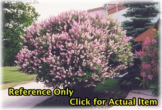 1 ft. Donald Wyman Canadian Lilac