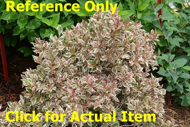 1 ft. My Monet Weigela