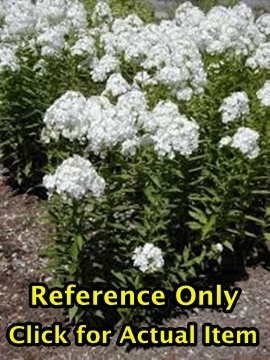 2 gallon Tall White Garden Phlox