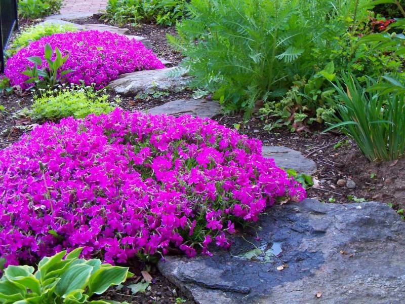 1 gallon Lilac Creeping Phlox