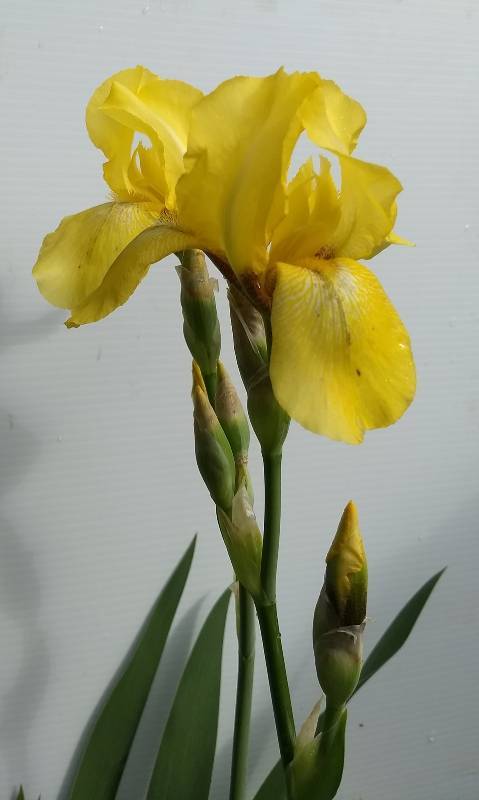 2 gallon Yellow Tall Bearded Iris