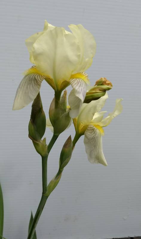 2 gallon Butter Yellow Tall Bearded Iris
