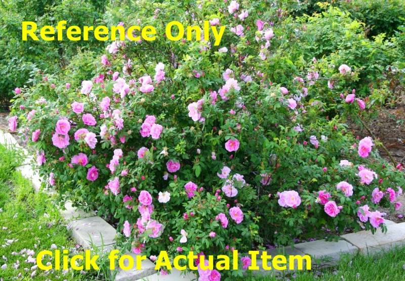 1 ft. Therese Bugnet Shrub Rose