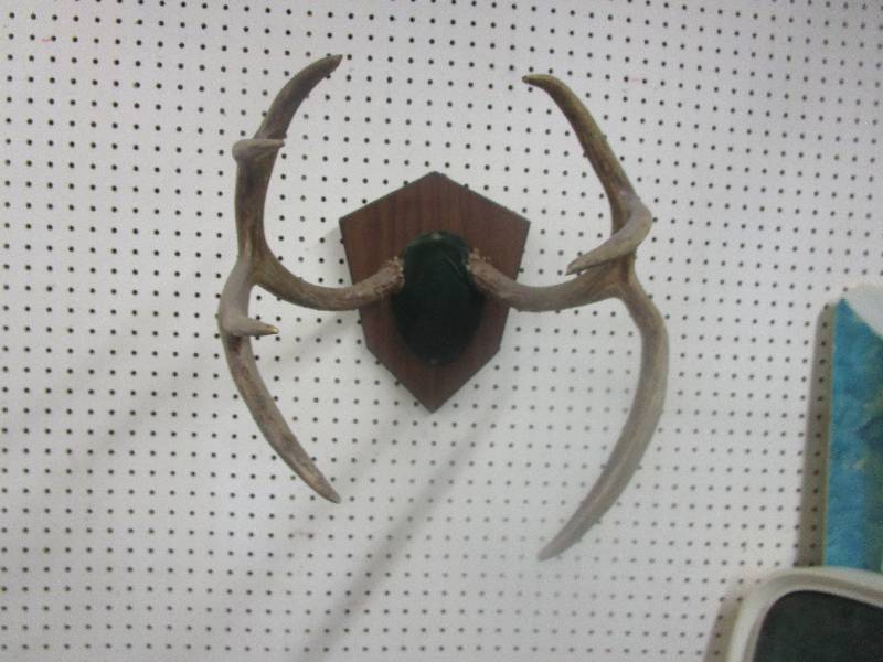 lot 104 image: Deer Antlers