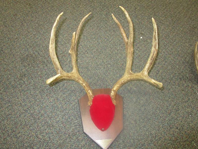 lot 105 image: Deer Antlers