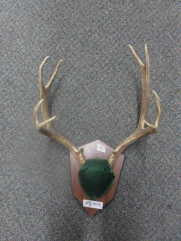 lot 107 image: Deer Antlers