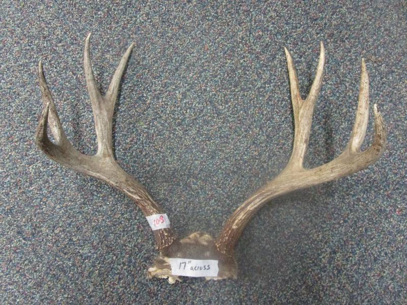 lot 108 image: Deer Antlers
