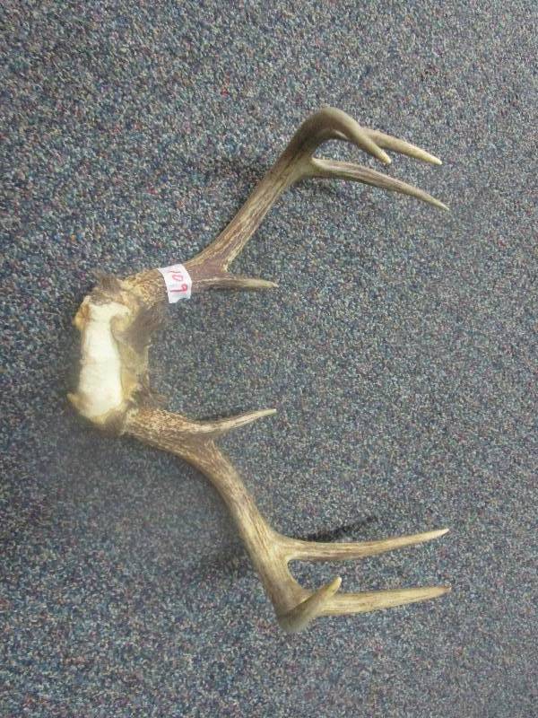 lot 109 image: Deer Antlers
