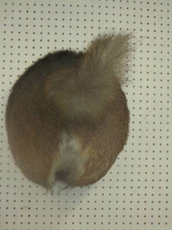 lot 110 image: Deer Butt Mounted