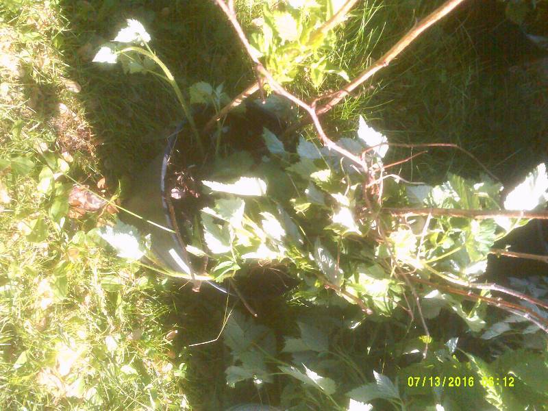 lot 12 image: RASBERRYS