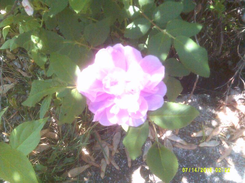 lot 20 image: FUSHIA PINK HEDGE ROSES
