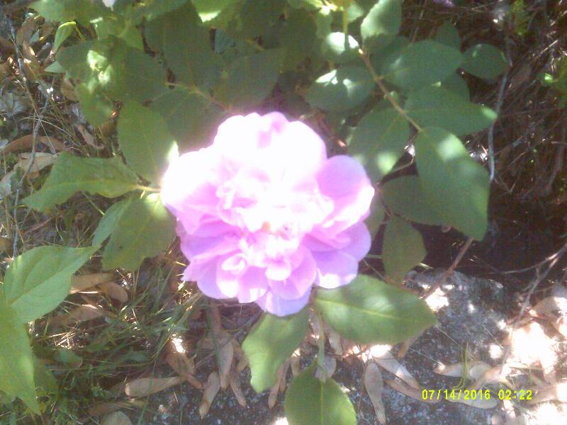 lot 21 image: FUSHIA PINK HEDGE ROSES