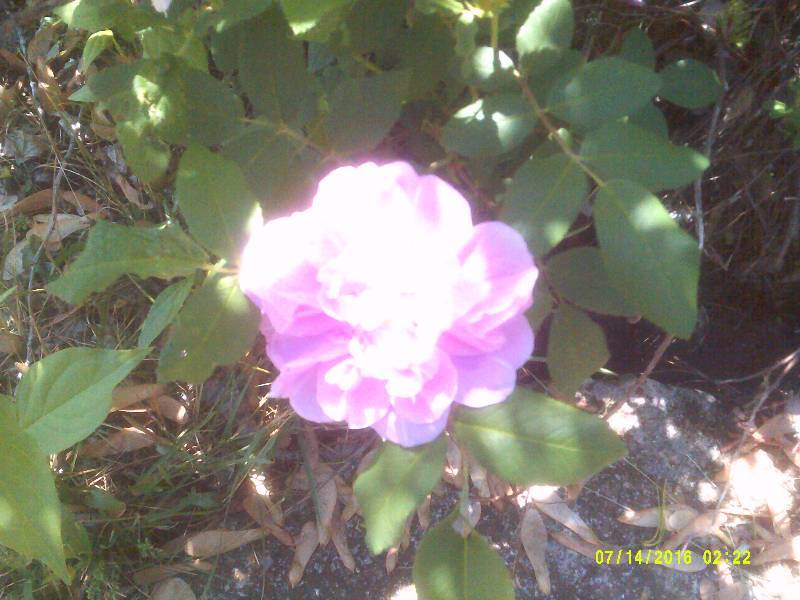 lot 25 image: FUSHIA PINK HEDGE ROSES