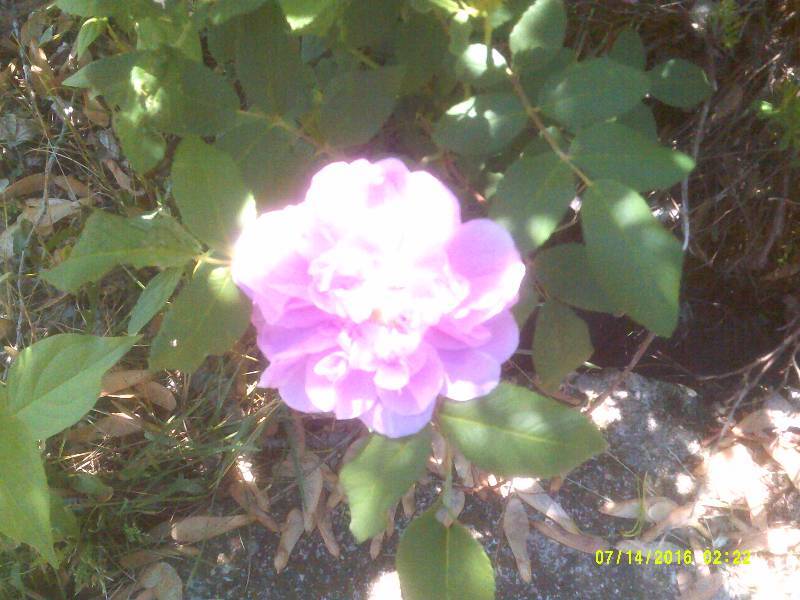 lot 26 image: FUSHIA PINK HEDGE ROSES