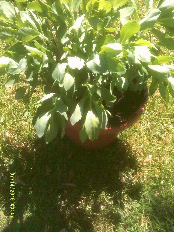 lot 33 image: SEEDEMS