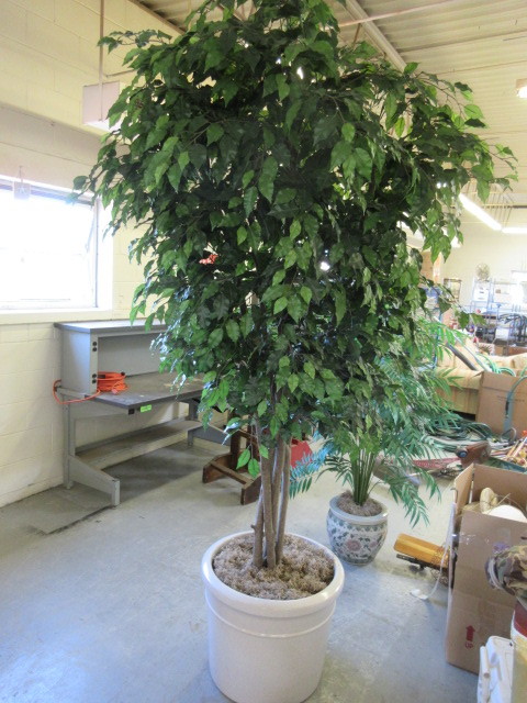 lot 151 image: 8 FOOT SILK FICUS IN WHITE POT