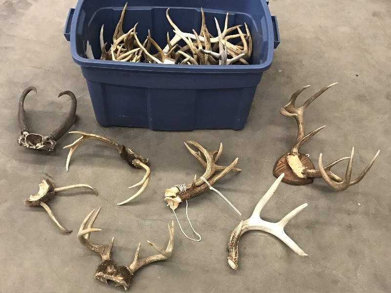 lot 73 image: Tote Of Assorted Whitetail Deer Ant...