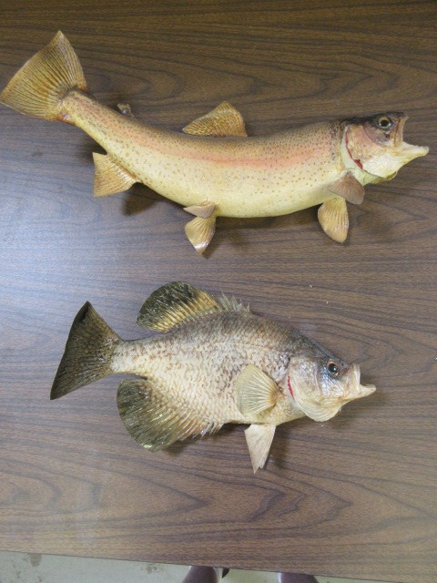 lot 302 image: TROUT AND CRAPPIE MOUNTS