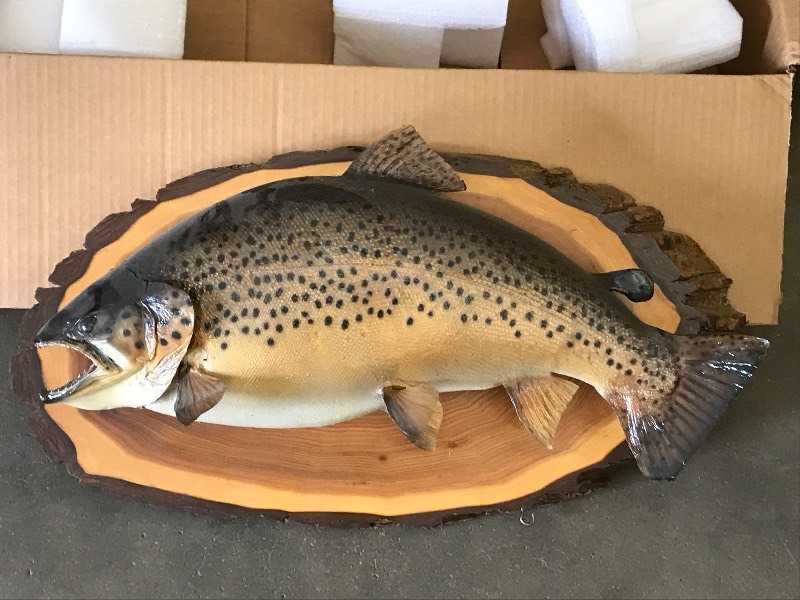 lot 38 image: Brown Trout Fish Mount ...
