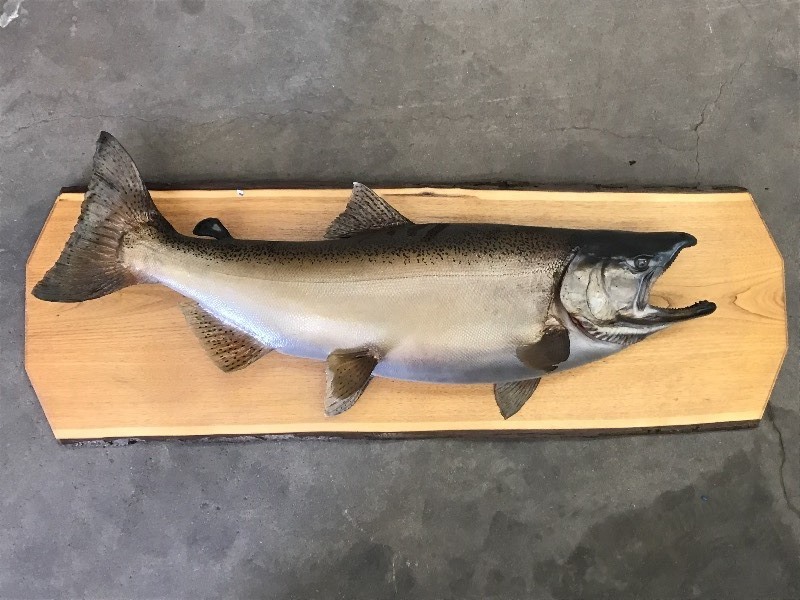 lot 39 image: Salmon Fish Mount ...