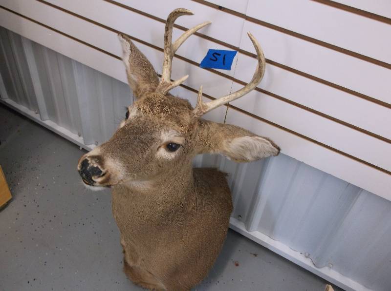 DEER MOUNT