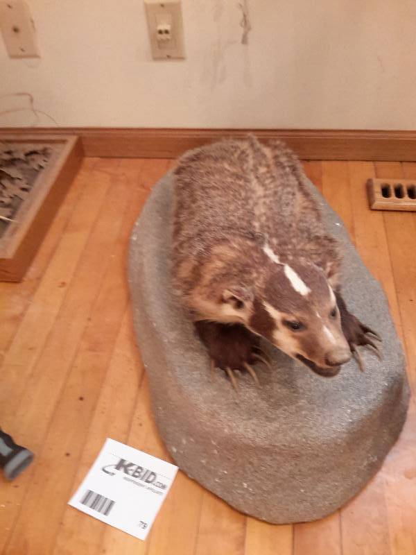 lot 79 image: Stuffed Badger on a Rock