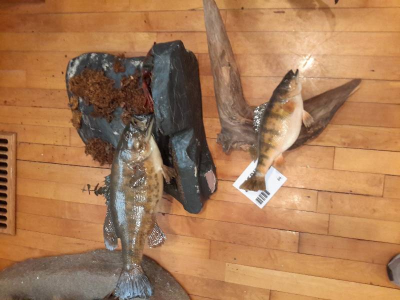 lot 80 image: 2 Taxidermied Fish