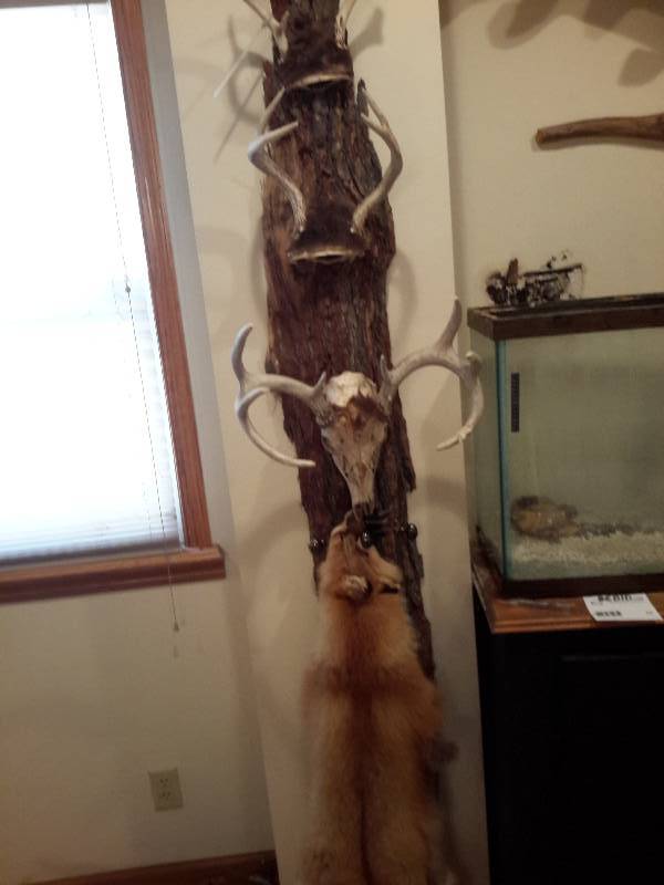 lot 84 image: Bark Wall Accent with Antlers and Fox Pelt