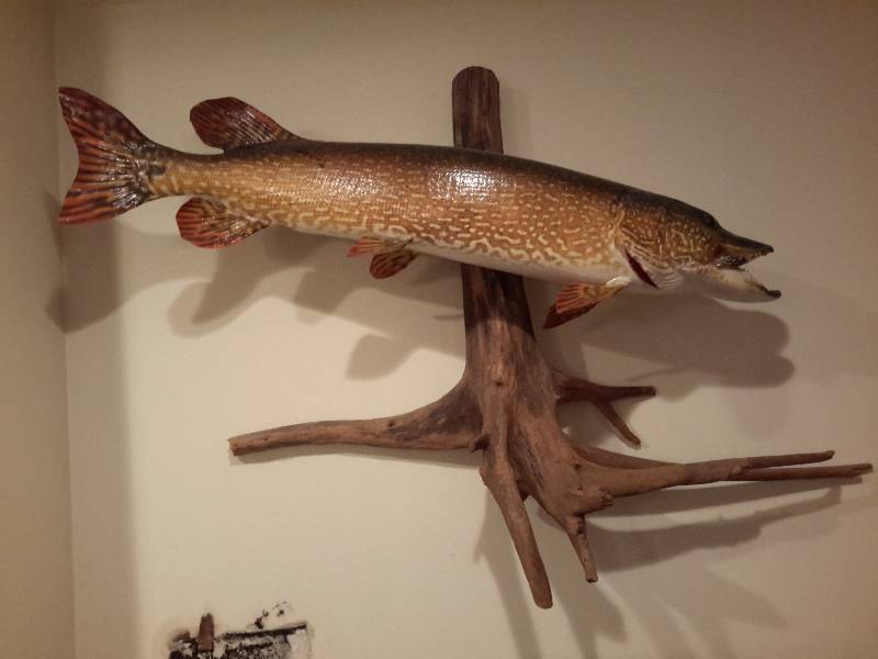 lot 85 image: Hanging Taxidermied Fish with Wood Accent