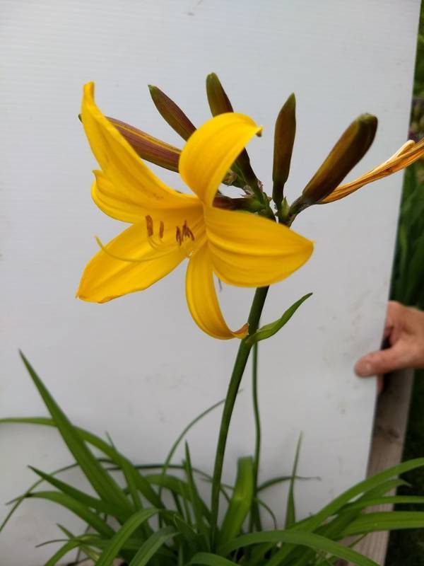 2 gallon Yellow Daylily