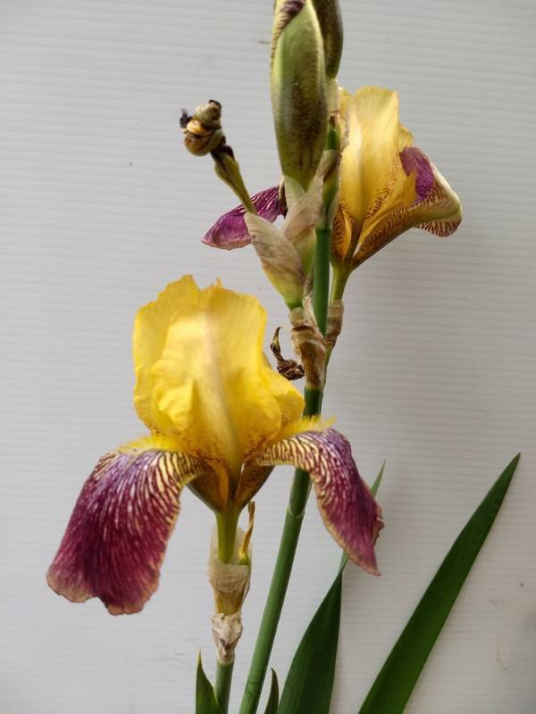 1.5 gallon Yellow & Purple Tall Bearded Iris
