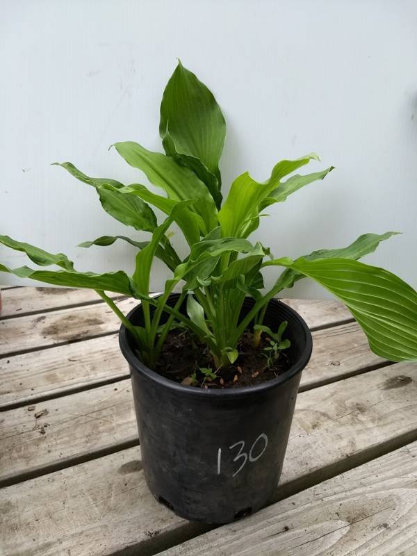 2 gallon Large Green-leaved Hosta