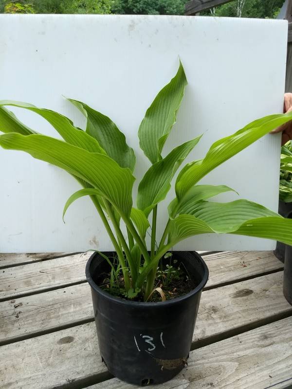 2 gallon Large Green-leaved Hosta