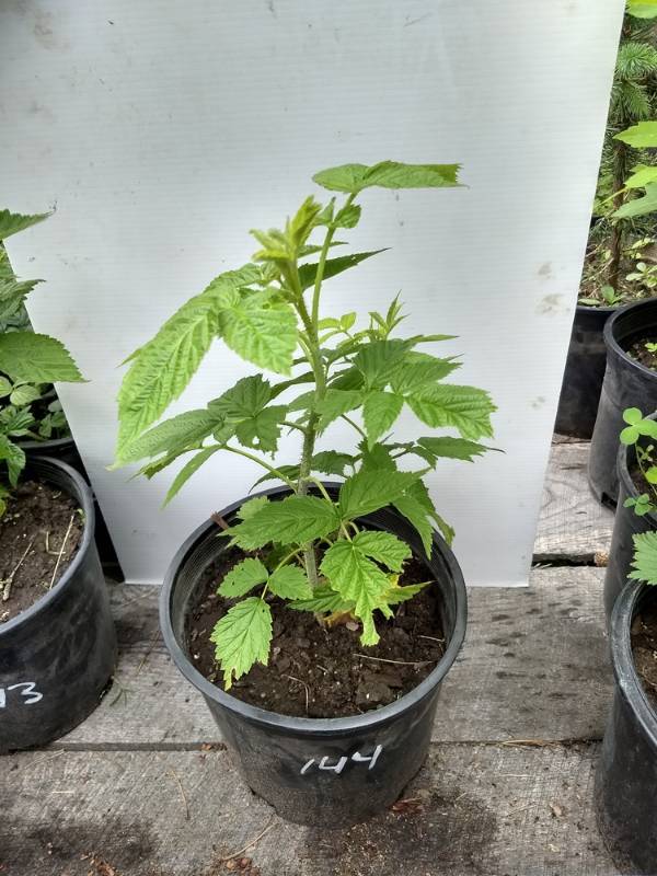 2 gallon Raspberry