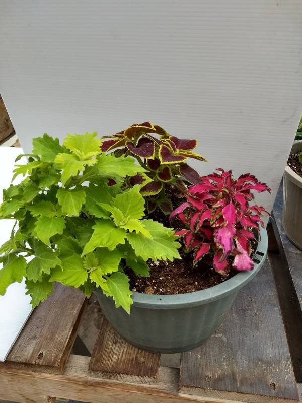 Coleus planter w 3 plants